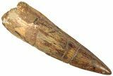 Fossil Spinosaurus Tooth - Nice Tip! #312984-1